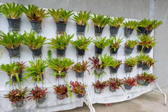 Tree hanging in plastic pots in nursery garden,Potted flowers and plants in flower shop, plants in the interior of greenhouse,Home gardening tropical flower,Selective focus,copy space.