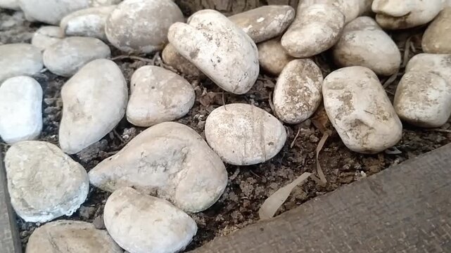 Small white stones or pebbles arranged for neat garden ground cover