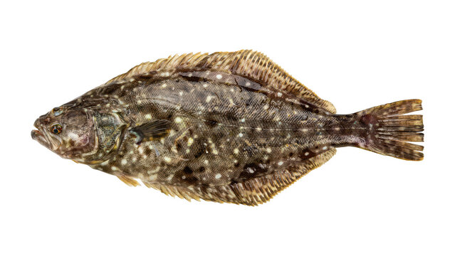 A single fresh raw whole flounder fish with dark speckled skin and flat body shape, isolated on a solid black background, for food