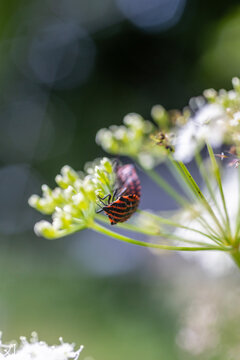 Striped shield bugs on green flower buds in soft natural light