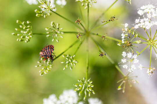 Striped shield bugs on green flower buds in soft natural light