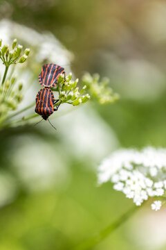 Striped shield bugs on green flower buds in soft natural light