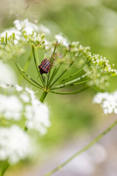 Striped shield bugs on green flower buds in soft natural light