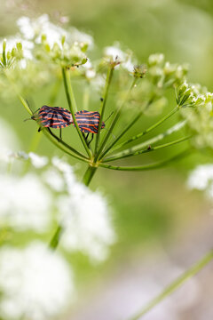 Striped shield bugs on green flower buds in soft natural light