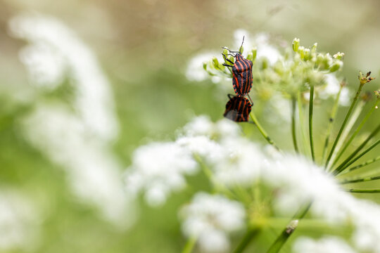 Striped shield bugs on green flower buds in soft natural light