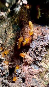 Extreme macro close-up of a termite colony walking inside damaged rotting wood texture. Subterranean worker termites nesting in dark environment.