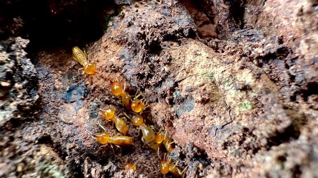 Rare macro footage of multiple termite queens moving inside an active termite colony. Worker termites surround reproductive termites within a natural nest in a decaying tree trunk.
