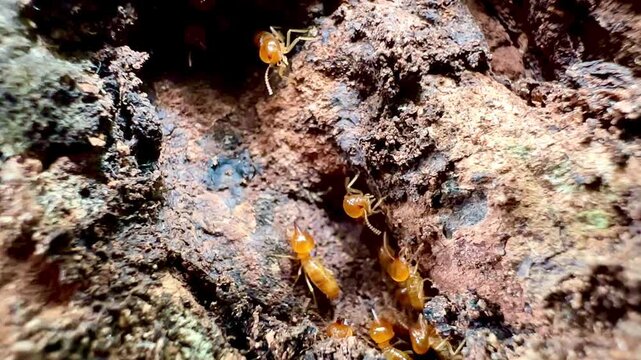 Rare macro footage of multiple termite queens moving inside an active termite colony. Worker termites surround reproductive termites within a natural nest in a decaying tree trunk.
