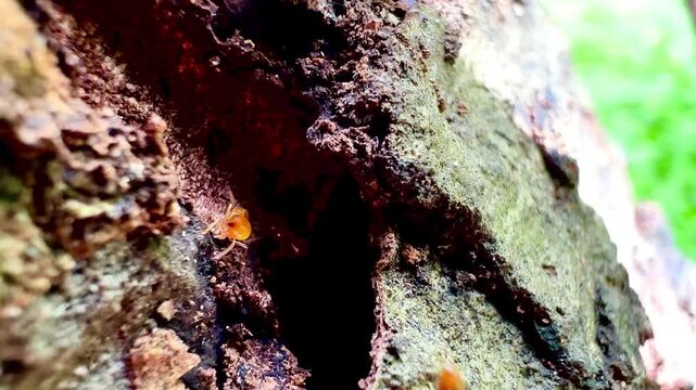 Rare macro footage of multiple termite queens moving inside an active termite colony. Worker termites surround reproductive termites within a natural nest in a decaying tree trunk.