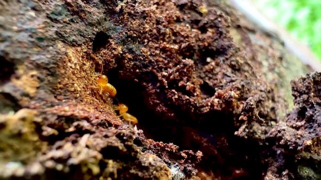 Rare macro footage of multiple termite queens moving inside an active termite colony. Worker termites surround reproductive termites within a natural nest in a decaying tree trunk.