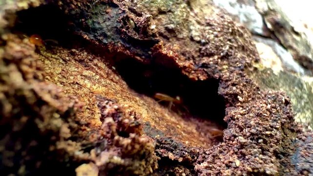 Rare macro footage of multiple termite queens moving inside an active termite colony. Worker termites surround reproductive termites within a natural nest in a decaying tree trunk.