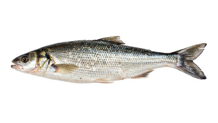 Naklejka premium A single raw silver fish with shiny scales and fins, positioned horizontally against a plain white background, isolated for food