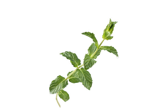A single sprig of fresh green mint leaves with a textured surface and serrated edges, isolated on a white background, for culinary purposes
