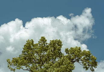Fototapeta premium Green tree canopy below a large white cloud at Enniskillen Conservation Area