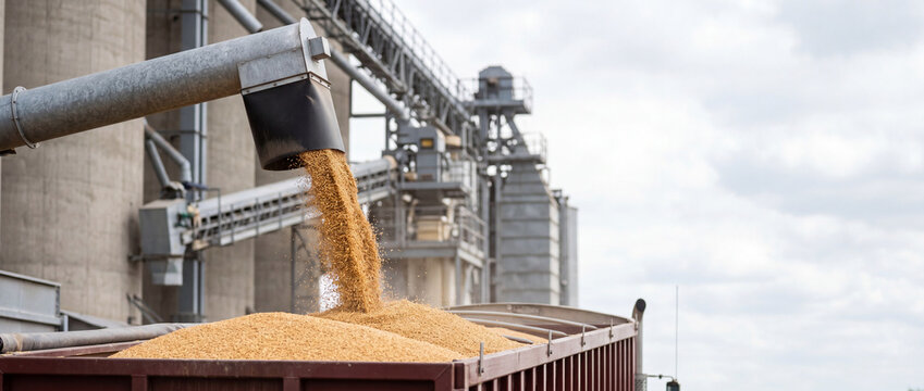 Wheat grain being loaded into railcar at industrial silo during harvest and grain handling operations