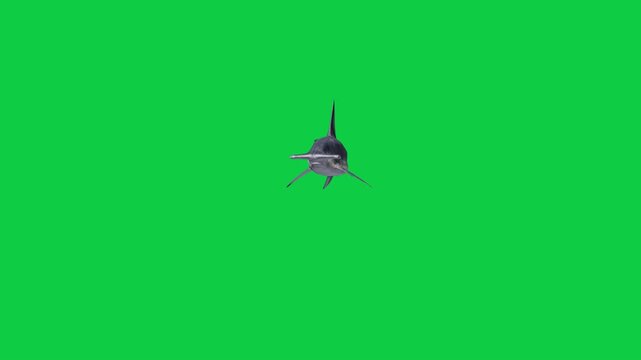 4 Hammerhead Shark Front View Camera Pass Animation &ndash;  Green Screen Overlay Graphic Element