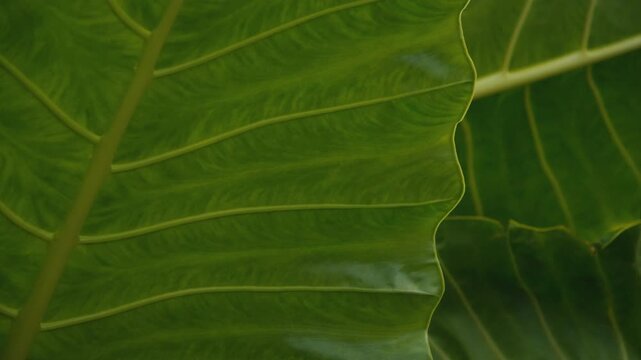 Green elephant ear leaf veins texture background
