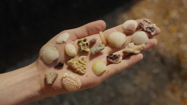 Person holding a collection of seashells and corals in hand