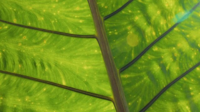 Green leaf texture with veins and sunlight