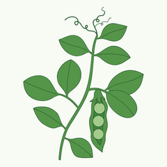 branch with green leaves pee leaf with pee