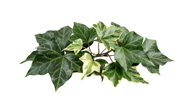 A small bunch of variegated ivy leaves featuring green and white color patterns, arranged naturally and isolated on a white background surface