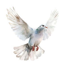 Watercolor painting of Dove, detailed artistic vector illustration on clean white background © Matt