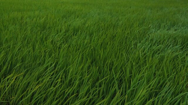 Green rice paddy field swaying in the wind