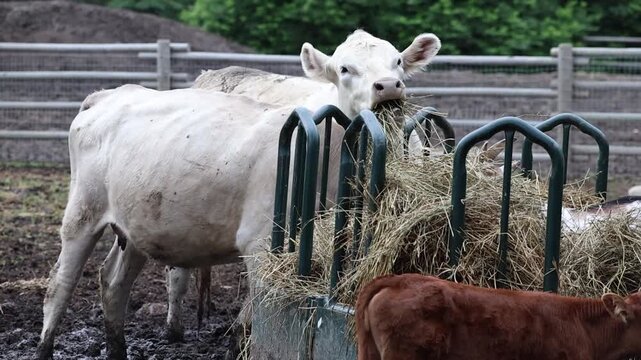 White Cow Feeding on Hay at Farm Trough with Calf