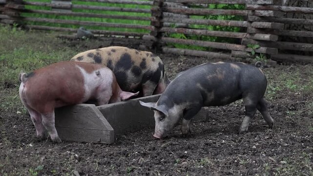 Pigs Competing for Food at Outdoor Farm Trough