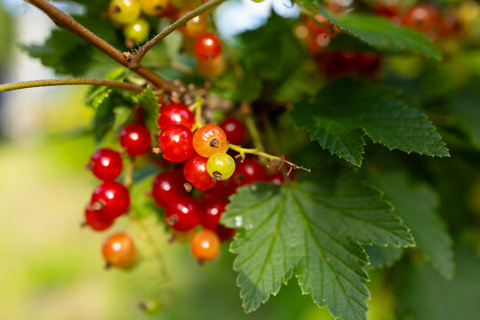 Redcurrant branch with ripe red berries. harvesting of summer berries