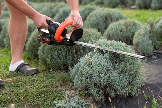 Trimming shrubs with a hedge trimmer. Landscaping backyard bushes for a clean, manicured garden with power tools.