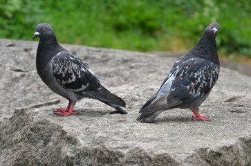 Obraz premium Two wild rock pigeons standing on the stone surface.Nature, wild birds, city dove, pigeon, fauna, wildlife protection.