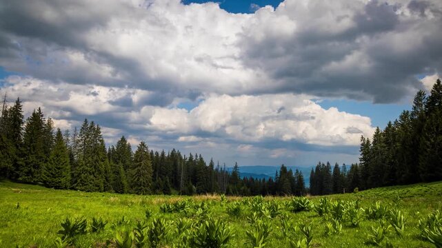 Clearing wild plants and green grass near a spruce forest against a cloudy sky
