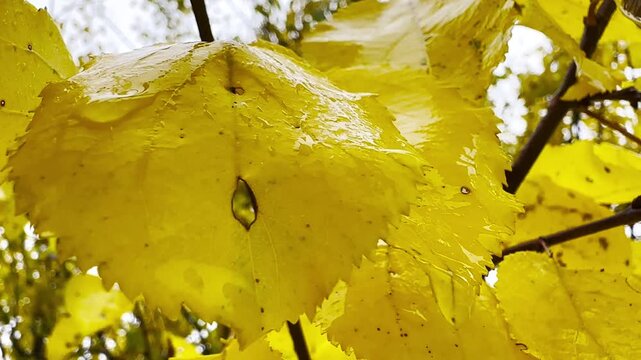 Close up of rain droplets clinging to bright yellow leaves in autumn. The moisture enhances the rich color and fine texture, capturing the quiet mood of a rainy fall day