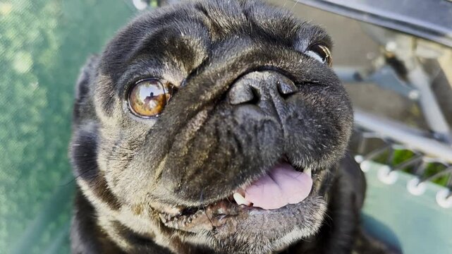 Top view of funny black pug dog looks into camera with curious and expressive face. The close perspective highlights its playful personality. The scene captures humor and lighthearted moment with pet