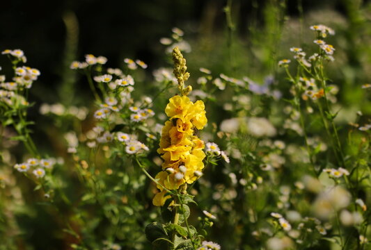 Dense flowered mullein (Verbascum densiflorum)