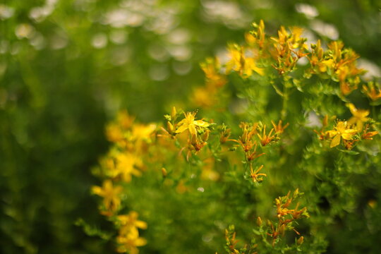 Common St. John's wort (Hypericum perforatum)