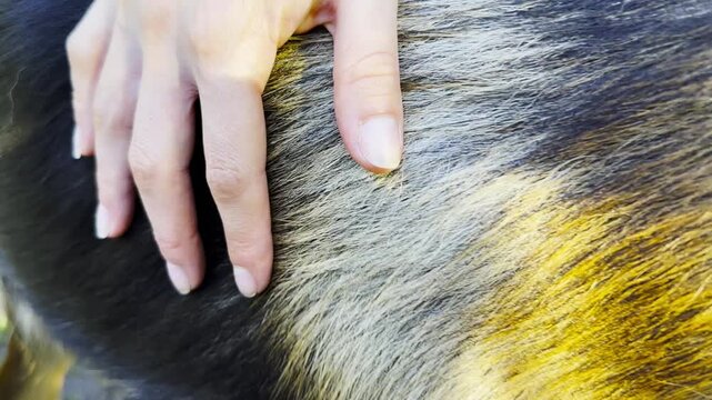Female hand gently stroking fur of german shepherd dog illuminated by sunlight. Close up captures texture, warmth and tender connection between human and dog, conveying care and affection. Slow mo
