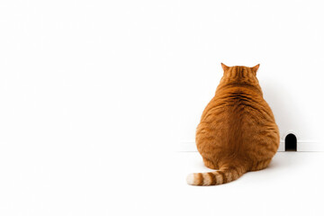 Naklejka na ściany i meble Orange cat sitting beside a small wall opening. Space for text.