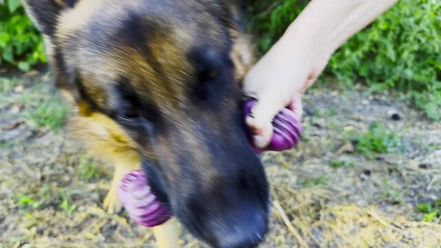 German shepherd dog playfully tugs on toy held by female hand at summer garden. The scene conveys fun, bonding, and joyful interaction between human and pet at nature. Slow motion