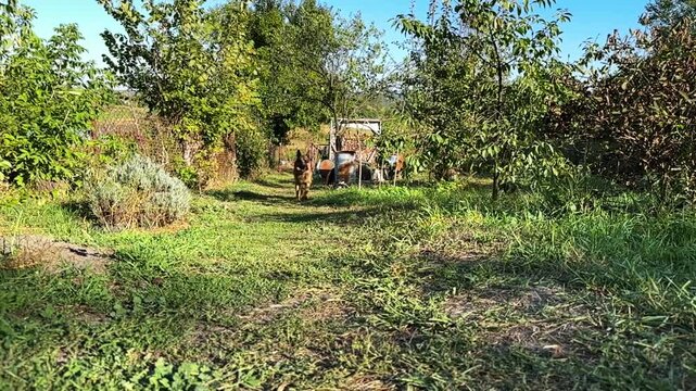 Playful german shepherd dog joyfully runs across a sunlit garden, chasing a flying toy. The scene captures playful movement, lively interaction and the fun of an active outdoor moment. Slow motion