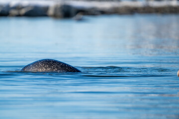 Harbor seal (Phoca vitulina) swimming in the bay in Gravneset, Svalbard, Norway © Angela