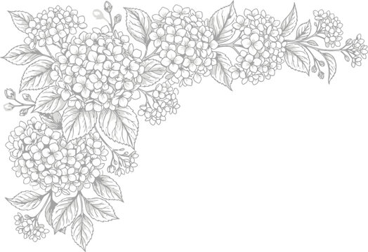 Hydrangea Flower Corner Border Hand Drawn Sketch Vector for Wedding Invitations, Greeting Cards & Floral Stationery Design (EPS)