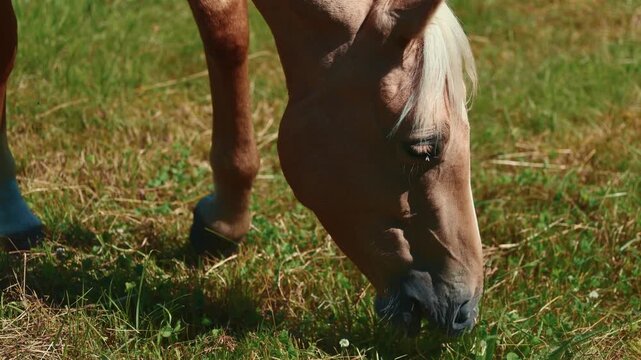 Palomino horse grazing in a sunny green meadow. Close up portrait of a beautiful horse eating grass in a pasture. Ranch life, equine animal in summer nature, freedom and rural farm.