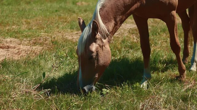 Palomino horse grazing in a sunny green meadow. Close up portrait of a beautiful horse eating grass in a pasture. Ranch life, equine animal in summer nature, freedom and rural farm.