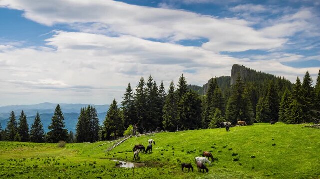 Herd of horses that eat grass, drink water and graze in meadow with fir trees against backdrop of mountains and sky