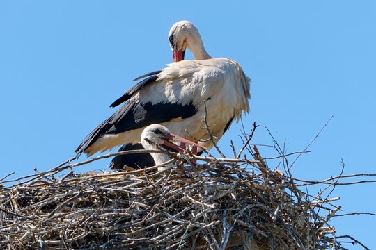 White Stork (Ciconia ciconia)