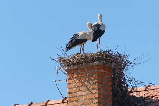 White Stork (Ciconia ciconia)