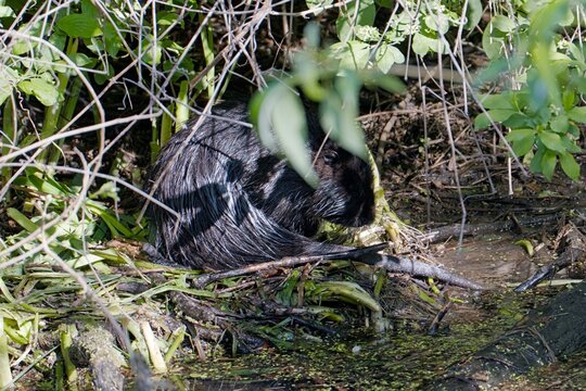 Coypu (Myocastor coypus), Mužilovčica, Croatia