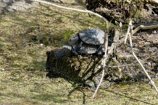European Pond Turtle (Emys orbicularis), Mužilovčica, Croatia